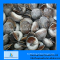 fresh tasty frozen adequate moon snail best supplier